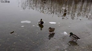 Duck lands on a frozen pond. It sure loves a good slide 😂 Credits: Viralhog | Popular Videos