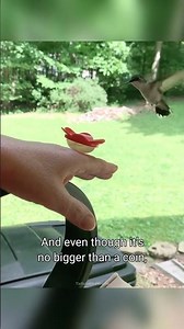 The Fastest Heartbeat in Nature 💗✨ | Anna’s Hummingbird