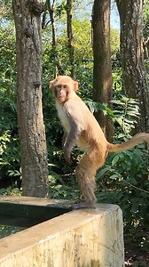 62K views · 528 reactions | Monkey's funny movement . . . . . . . . . . #LaughWithAnimals #monkeyfunny | Laugh with Animals | Facebook