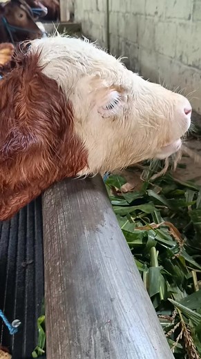 Jantan Si Mental Murah 8,5 Juta‼️ #wonokerto #bantur #agensapi #sapi | Mega Vlog Sapi