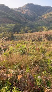 No más 🌽para los 🐗los devoras 🔥 | Imperio salvaje kennels