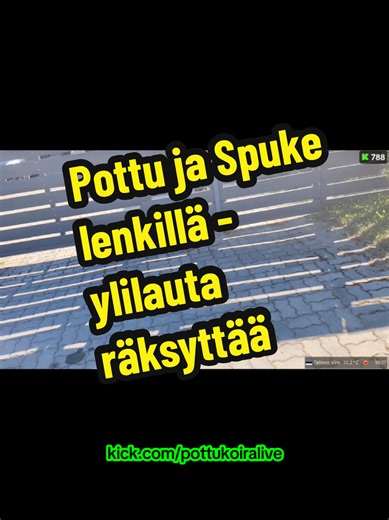 Pottu ja Spuke lenkillä. #pottukoira #lenkillä #ylilauta #spurgutv #sinulle