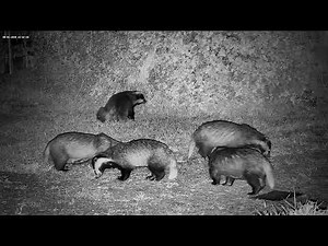 Group of badgers feeding, and grooming - with sounds