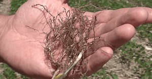 Soybean School: Time to Start Digging for Cyst Nematode