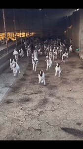1.2M views · 33K reactions | How many goats are enough ? @followers...