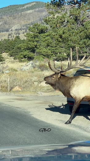 That look when you’re just trying to wallow but the bulls won’t leave your cows alone! www.GoodBullGuided.com | Good Bull Outdoors
