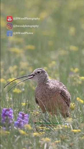 The Curlew's Cry: A Haunting Melody