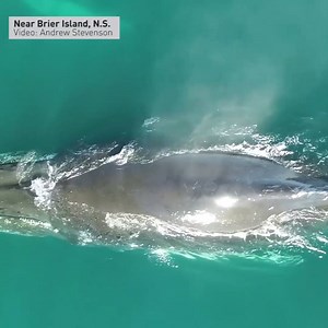 This rare overhead footage captures the magic of the humpback whales off Nova Scotia. | CBC Nova Scotia