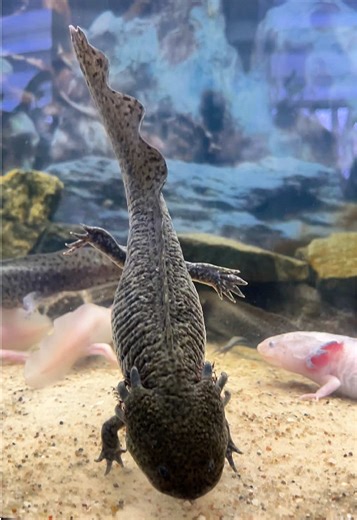 Understanding Axolotl Evolution and Neoteny