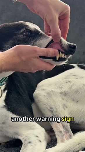 How To Check If Your Dog Is Dehydrated At Home