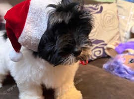 Amazing Havanese Puppies Kennel Club Registered - £1,500