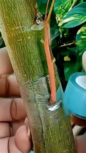 What Happens When You Graft a Plant Like This?