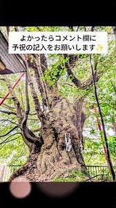 強力な厄除開運などパワースポット✨東京都羽村市の武蔵阿蘇神社さんです✨ #japan #開運 #今日から開運 #tokyo