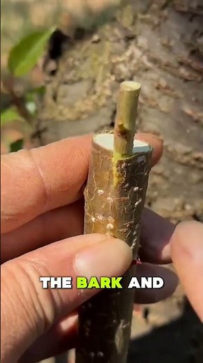 Knife Grafting Trick 🌱 Easy Method #Shorts #natural #gardening #agriculture #cerved