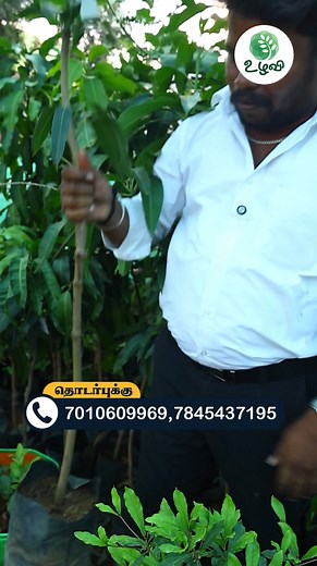 17K views · 225 reactions | Banana Mango 省  உழவி ஆர்கனைசெஷன்...