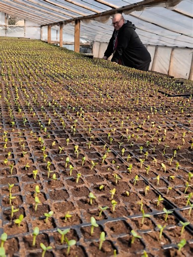 Батько Красун🌱🍉💪 Кавун Fontana #агро #сільськегосподарство #watermelon #eduardдальнобой #кавун @IGOR VITO @Libra Agro @Агролабораторія Libra_LAB