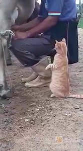 2.6M views · 114K reactions | Be kind to every creature | Sheikh ELIAS Kigozi | Facebook