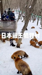 藏王狐狸村（Zao Fox Village），位于日本宫城县，简直是狐狸迷的天堂！🦊✨ 超过百只狐狸，红的白的黑的都有，看它们自由活动超疗愈~ 冬天去最shiok，雪白白的背景加狐狸，像走进童话世界这样啦！❄️🦊 但记得咯，狐狸是野生的，看可以，摸不可以！👀 如果你喜欢这种大自然又萌萌的体验，狐狸村绝对值得你飞去打卡！✈️📸 #日本 #藏王狐狸村 #狐狸 | 花旅子Travel Vlog