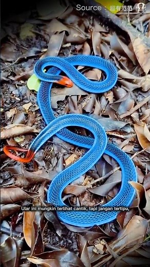 Mengenal Ular Cabai Besar: Si Biru yang Berbahaya! 🐍🔥
