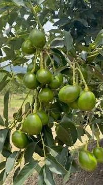 8 VARIETIES of avocado 😱🤩🙌🏼🥑 #basicgarden #nursery #agriculture