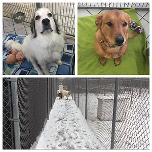 27K views · 604 reactions | BONDED PAIR!! *must be adopted together!*...