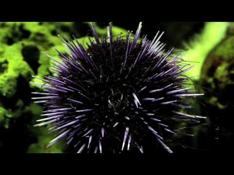 Science Today: Spiky Sight | California Academy of Sciences