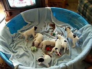English Pointer Puppies