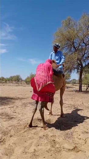 A Newlywed Bride Enjoying a Memorable Journey on a Camel with Her Husband! 🐪❤️