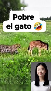 369K views · 1.1K reactions | Pobre el gato #Gatos #leon #burros #humour #comedia #videosgraciosos #funnyvideos | Animales Increíbles | Facebook