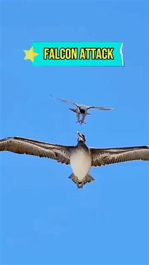 ONE STRIKE. INSTANT DEATH – Falcon Attack! #falcon #animals #shorts #animalshorts #wildlife