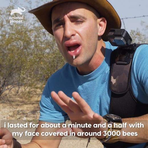 "Try a bee beard," they said. "It'll be fun," they said. But NOT when the wrong pheromone is introduced... 😫 #BraveTheWild | Animal Planet