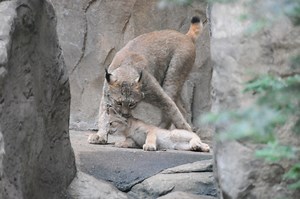 Un bébé lynx au Biodôme