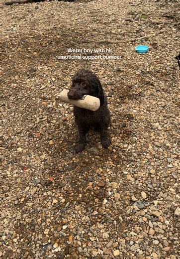 Enjoy a Day of Water Fun with Your Dog