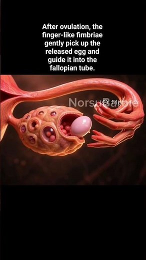 How Does the Egg Enter the Fallopian Tube? #Ovulation