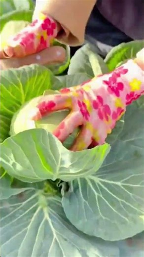 Harvesting fresh cabbages in a neatly cultivated field under bright sunlight
