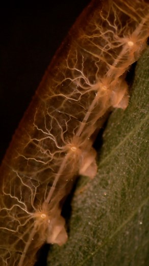 Jack Forrester | Happy Halloween 👻🐛 here’s a ghostly, transparent caterpillar! Ever seen the internal organs of an insect? Well that’s exactly what you’re... | Instagram