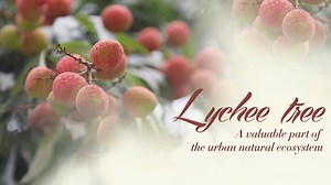 14K views · 1.3K reactions | As a poem goes, "Bees and butterflies attracted, the fragrance across the river bank could be smelled." If you follow the trace of the fragrance, you will come to my home – Xiangmi Park, a green space in Futian, Shenzhen. I am a lychee tree, enjoying sunshine and rainfall with countless other plants here. #BeijingExpo #HorticulturalExpo #IfPlantsHadMemory For more: https://news.cgtn.com/news/3d3d514f324d444e34457a6333566d54/index.html | CGTN | Facebook