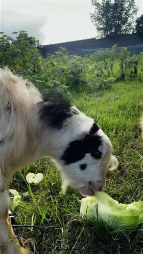 ASMR Goats Eating Vegetables 🐐🥕 #shorts