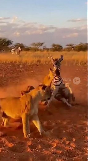 Young Lions Hunt Together and Catch a Zebra | Raw African Wildlife