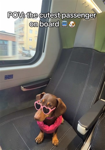 Meet the Cutest Dachshund Passenger on Board!