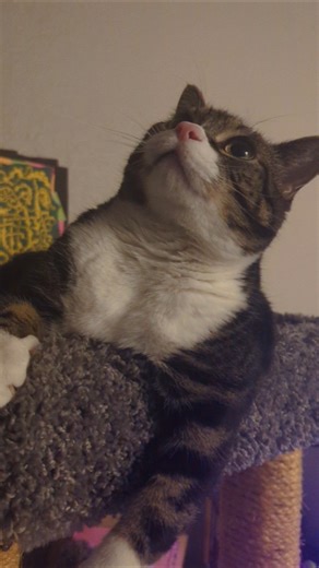 beautiful Koro Sensei 😻#adoptstrays #catshorts #tiktok猫 #cutekawaii #neko #calm #zen #breathe #cute