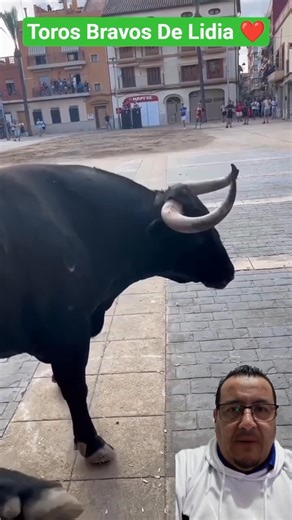 5.4K views · 29 reactions | El toro bravo se enfada y golpea fuerte la barrera. #torobravo #ontario #bullfighting #spanish #fblifestyle | TorosAmado | Facebook