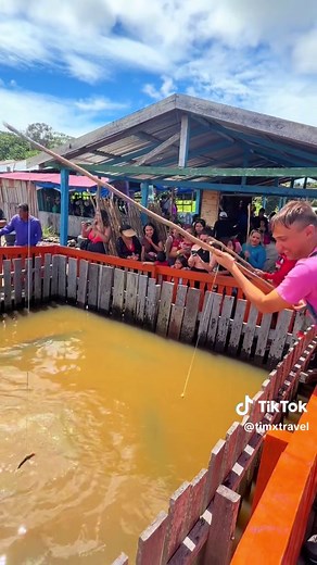 The Amazon’s Colossal, Prehistoric fish. The Arapaima, locally known as the Pirarucu, is a giant river monster. It is the largest freshwater fish in the world and resides here in the Amazon River Basin and surrounding regions. They can reach 3 meters (9.8 ft) and weigh 200-220 kilograms (440-485 pounds). The have armored scales to protect against piranha attacks, they have teeth on their tongue to create a bony tongue to crush prey, they are insanely adaptive and can survive in low oxygen and dr