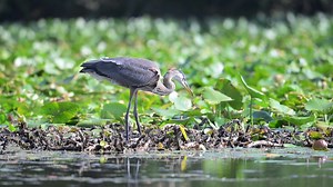 21K views · 1.3K reactions | A recently fledged Great Blue Heron practices fishing by spearing and catching sticks. Video is slowed down and is at 50% of real time. | Jocelyn Anderson Photography | Facebook
