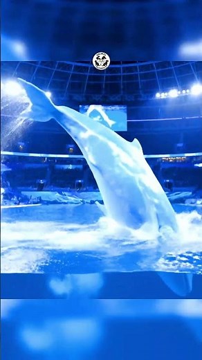 Animal Diving Olympics 🏅 | Which National Animal Dives BEST?