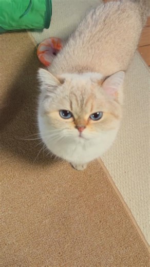 Cute White Cat 🤍🐱 | Adorable & Heart-Melting Moments