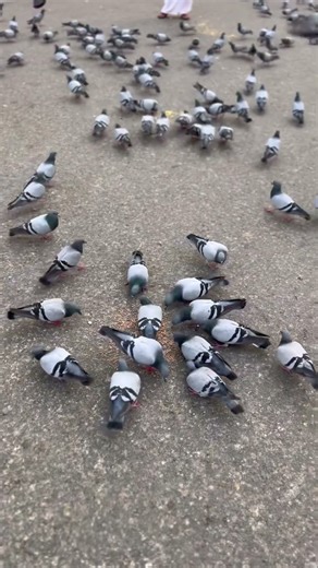 birds relax #birds #birdsong #relaxing #pigeon #birdingparadise