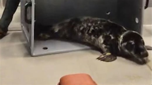 Dropje的新室友Pepernoot