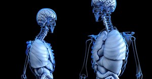 Quels sont les principaux organes du corps humain et leurs fonctions ?