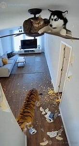 570K views · 588 reactions | You’re Both Feline, Go Talk! #cat #dog #tiger #funnyshorts #AI | Chunky Cat and Friends | Facebook